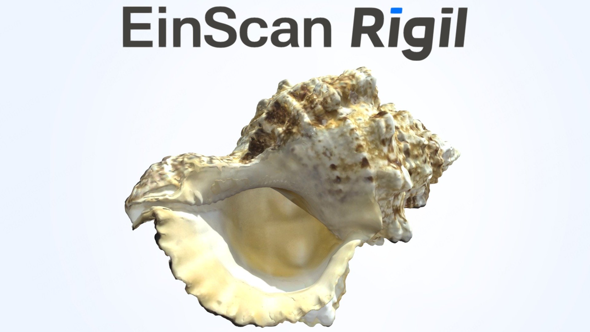 EinScan Rigil scan result &mdash; reflective conch shell, interactive 3D model &mdash; click to rotate in 3D